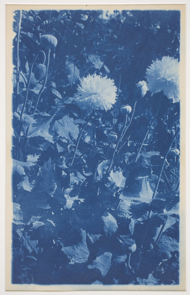 Arthur Wesley Dow, American, 1957-1922, <em>Flowers with Pods</em>, about 1895, cyanotype, Sarah C. Garver Fund, 1997.74